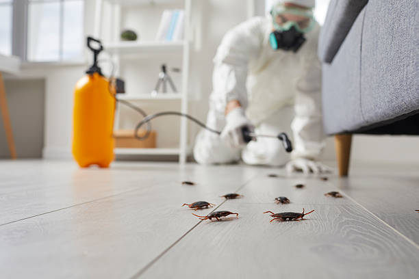 Affordable Termite Control solutions in Tulsa, OK